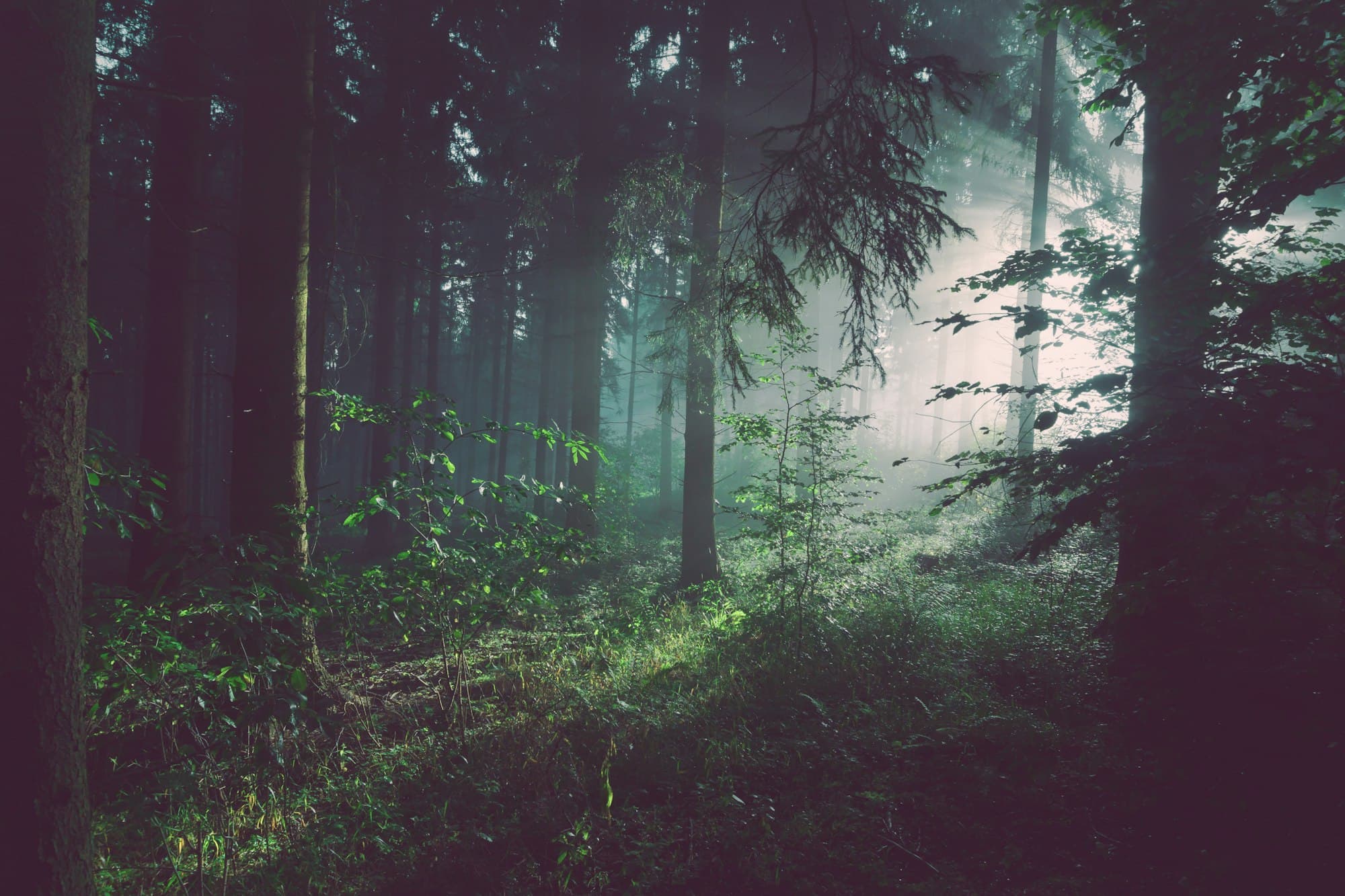 Sunlight through a dark spruce forest